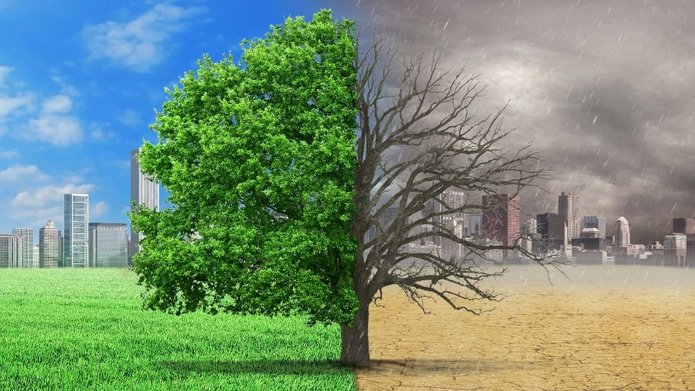 drzewo w zmieniającym się klimacie